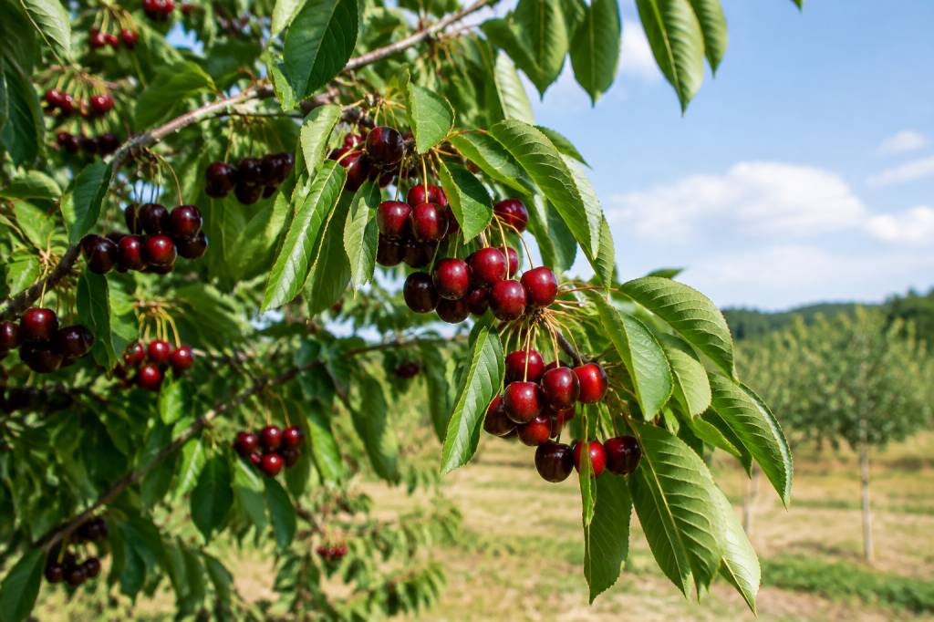 Cerisier duroni : culture, plantation et entretien du fruitier