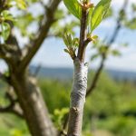 Quand greffer les cerisiers : période idéale et méthodes à privilégier