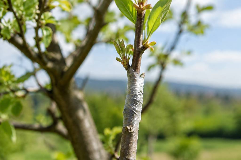 Quand greffer les cerisiers : période idéale et méthodes à privilégier