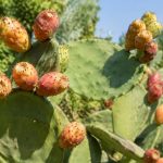 Figue portugaise : culture, entretien et récolte au jardin