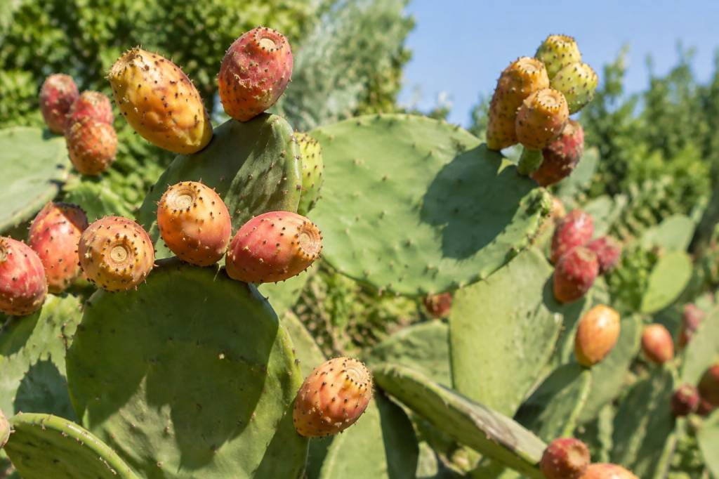 Figue portugaise : culture, entretien et récolte au jardin