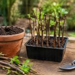 Bouture de noisetier : les étapes pour réussir sa multiplication en jardin