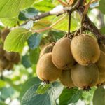 Greffage du kiwi : techniques et conseils pour réussir sa greffe