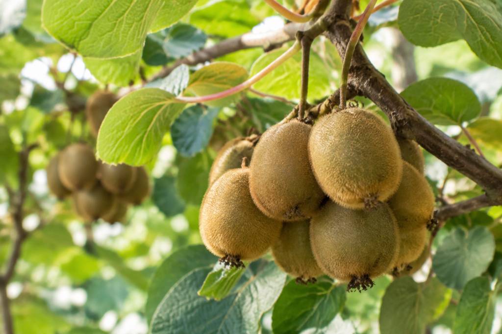 Greffage du kiwi : techniques et conseils pour réussir sa greffe