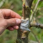 Greffage du châtaignier : méthodes et conseils pour réussir vos greffes