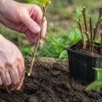 Comment réussir les boutures de noisetier ?