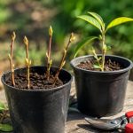 Bouturage pêcher : méthodes et conseils pour réussir ses boutures