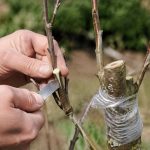 Greffage du pêcher : méthodes et conseils pour réussir la greffe de son arbre