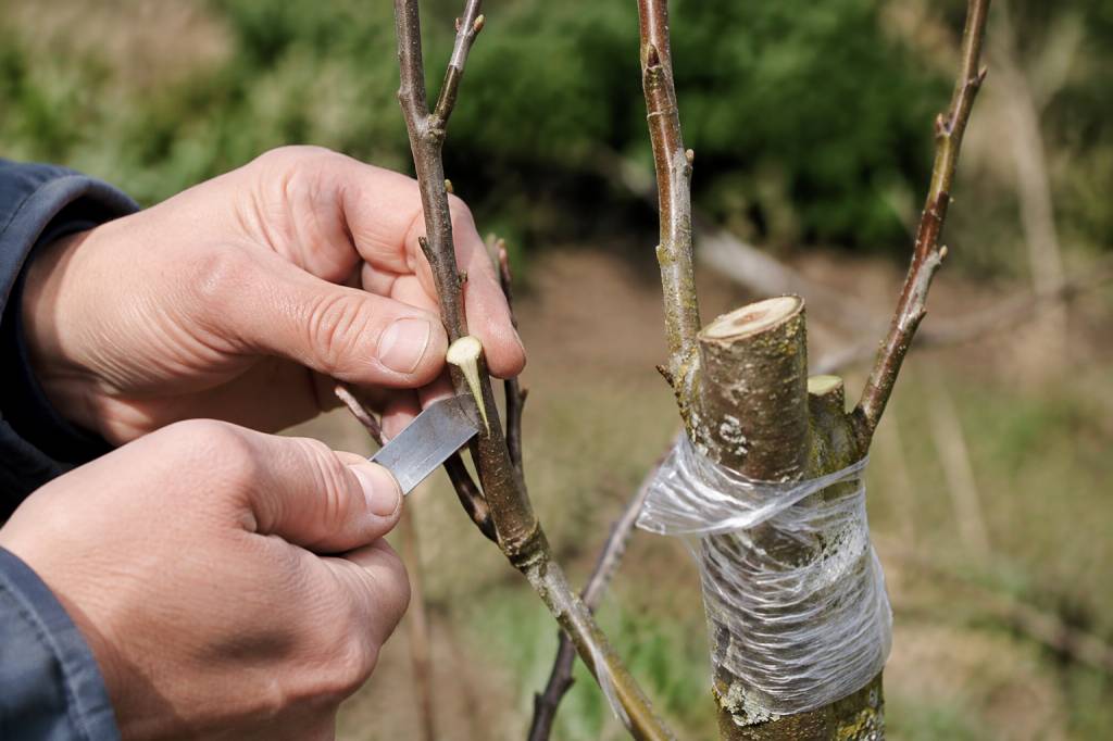 Greffage du pêcher : méthodes et conseils pour réussir la greffe de son arbre